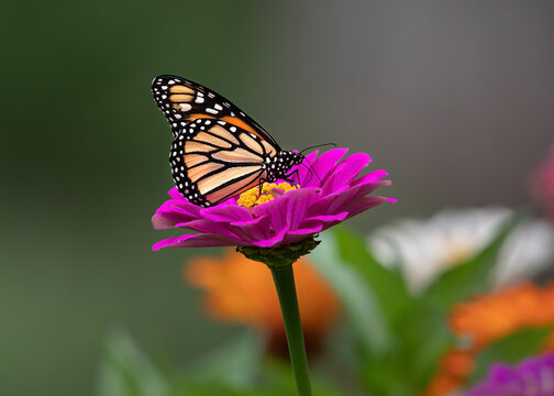 Fototapeta Monarch butterfly on flower