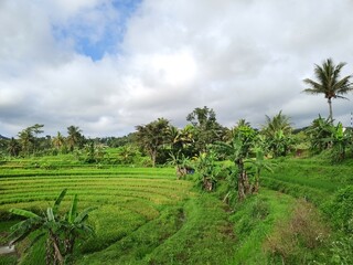 Fototapeta na wymiar Landscape photo of terraced green rice fields under white clouds and blue sky