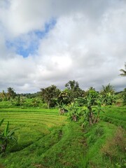 Fototapeta na wymiar Portrait photo of terraced green rice fields under white clouds and blue sky