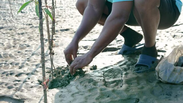 African American men volunteer helpers planting trees in mangrove forest for environmental protection and ecology, reduce global warming, Charity work