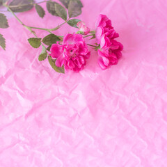 Pink roses on pastel pink background.Festive Flower card, selective focus,toned, Blur,copy space.