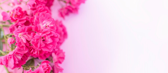 Pink roses . Festive Pastel pink background.Floral card, selective focus, toned, copy space.Banner