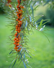 Sea buckthorn berries, sometimes referred to as lemon of the North, are a small, orange berry.