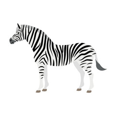 Obraz na płótnie Canvas Vector flat zebra isolated on white background