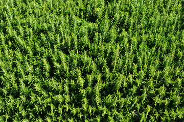 Rosemary leaves