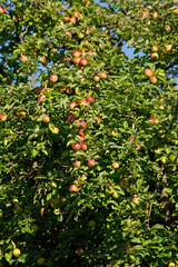 Fototapeta na wymiar Reife rote Äpfel an einem Apfelbaum hängend, Deutschland