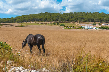 Typical Menorcan horse in Menorca, Spain