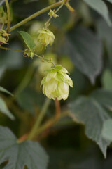Common hop