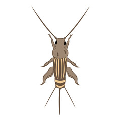 Cricket Insect Top View Vector Illustration