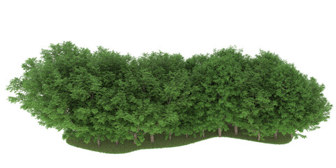 Obraz premium Forest on transparent background. 3d rendering - illustration