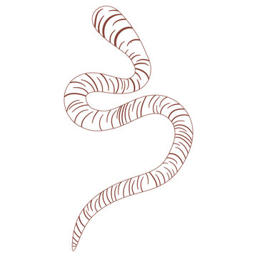 brown worm outline on white clip art preview
