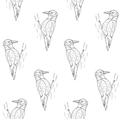 Vector seamless pattern of hand drawn woodpecker bird isolated on white background
