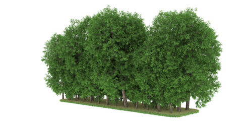 Forest on transparent background. 3d rendering - illustration