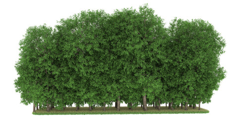 Obraz premium Forest on transparent background. 3d rendering - illustration