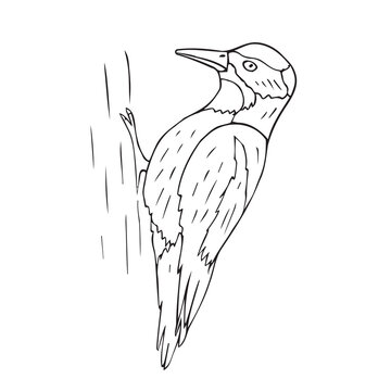 recommend clip art: Vector hand drawn woodpecker bird isolated on white background