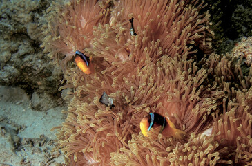 Fototapeta na wymiar Pesci pagliaccio nel loro anemone