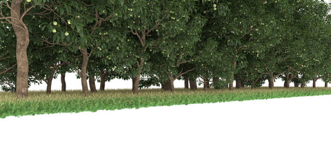 Forest on transparent background. 3d rendering - illustration