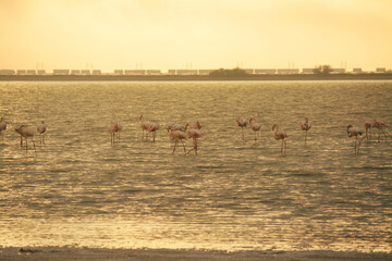 Lever de soleil sur les flamants roses et l'étang de La Palme, Aude, Languedoc, Occitanie, France.