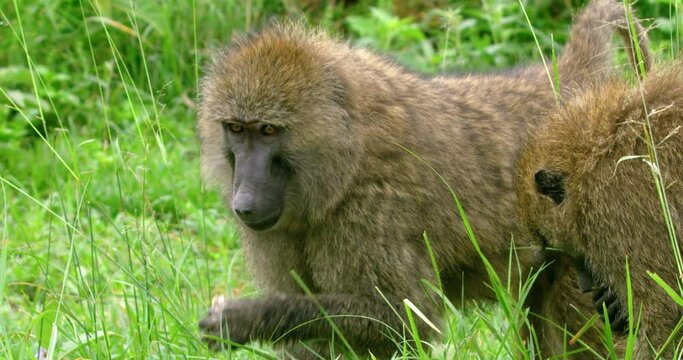Steady shot in the wild of two monkeys putting grass in their mouths.