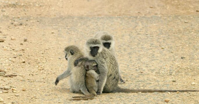 A mother black face vervet monkey breastfeeding her young baby.