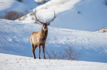 Deer in the snow against the sky and mountains. A herd of wild deer.