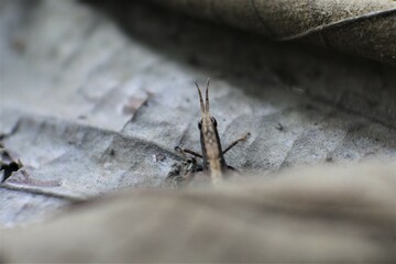 macro image of a grasshopper on a leaf.