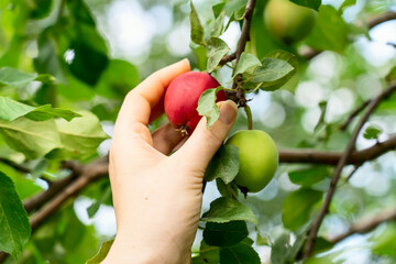 hand holds a red apple on a branch