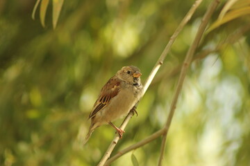 Fototapeta premium sparrow on a branch
