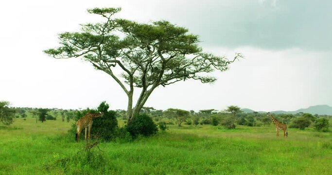 A wide green landscape with two giraffes one eating and one walking.