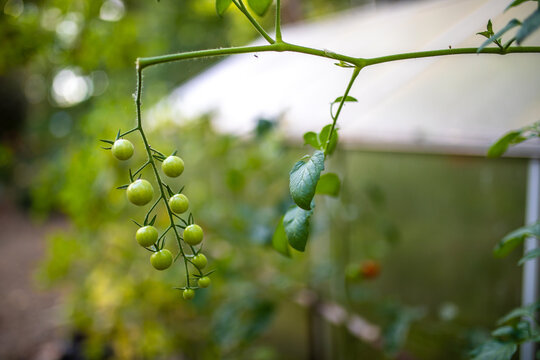 Noch grüne Tomaten im Wachstum am Strauch im Garten