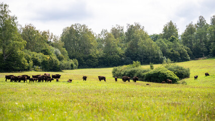 Fototapeta na wymiar European Bison, Wisent, Bison bonasus. Bieszczady, Carpathians, Poland.