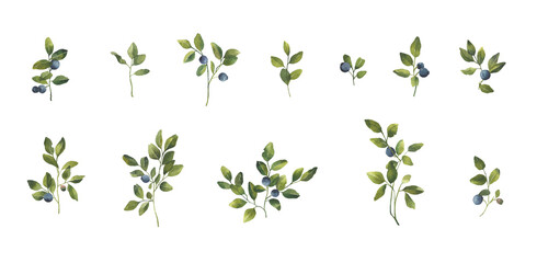 Blueberry leaves branches with berries. Watercolor illustration isolated on transparent background. . Greenery clipart for wedding invitation, greeting cards, decoration, stationery