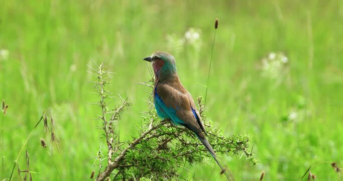A colorful racket tailed roller bird in Serengeti region in Tanzania.