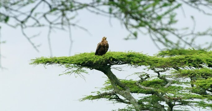 Tawny eagle or booted eagle sitting on a green tree proudly.