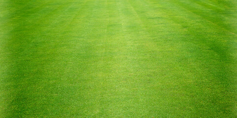green lawn background