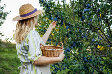 Plum harvest. Farmer picking ripe plums in orchard. Organic gardening
