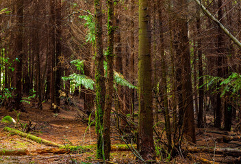Naklejka premium The moss on the trees
