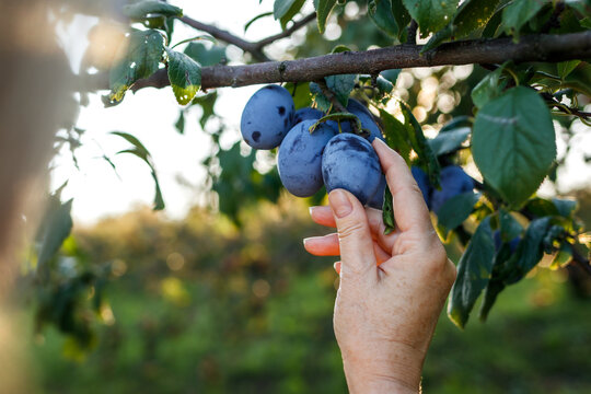 Plum harvest in orchard. Farmer hand picking plums from fruit tree