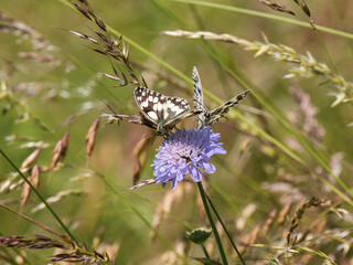 Pair of Marbled White Butterflies on field Scabious