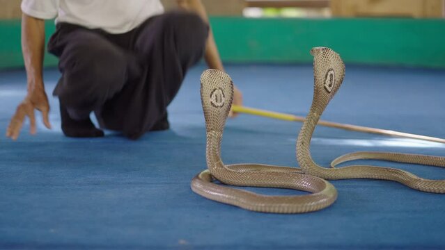 Man charmer moves two Naja cobra snakes on a stage and shakes his knees up and down in a squat position signaling to animals at Chiang Mai Snake Show, Thailand 