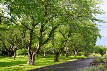 森町のオニウシ公園の遊歩道
