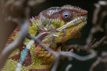 Kopf eines Chamäleons 