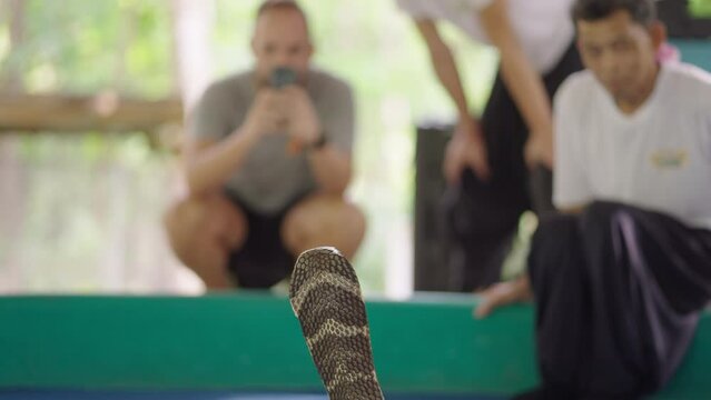 Tourists take pictures of Thia cobra at the stage of Mae Sa Snake Farm, Chiang Mai, Thailand