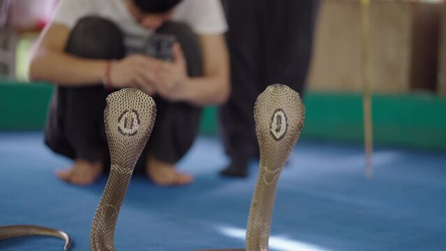 Man takes photos of two Naja Thai cobra snakes standing hooded at the stage at Mae Sa Snake Farm in Chiang Mai, Thailand 