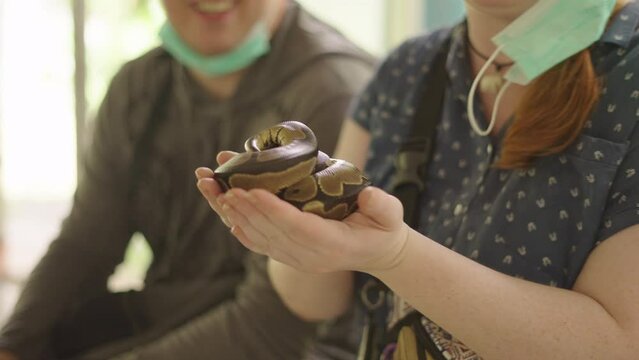 Woman's hands holding a small curled python snake at Mae Sa Farm in Chiang Mai, Thailand - slow motion