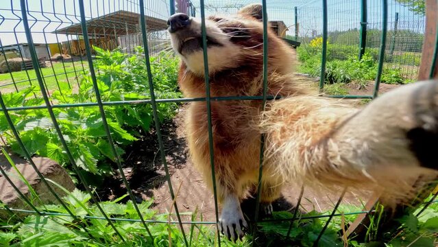 Close up shot of two raccoons inside an outdoor cage on a sunny day, trying to grab the camera through the cage.