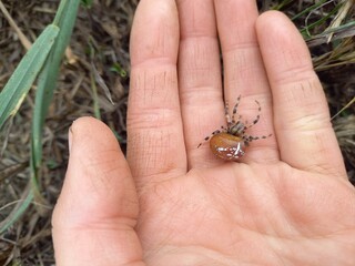 hand holding a spider