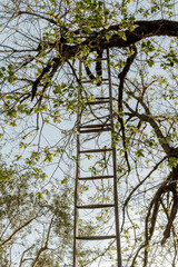 Wooden ladder on the tree