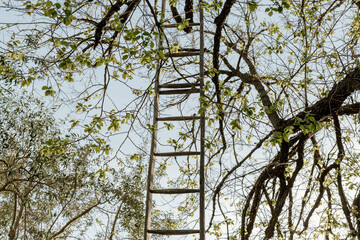Fototapeta premium Wooden ladder on the tree