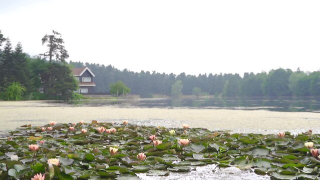 Lake view in slow motion.
Beautiful looking lake and lotus flowers.
